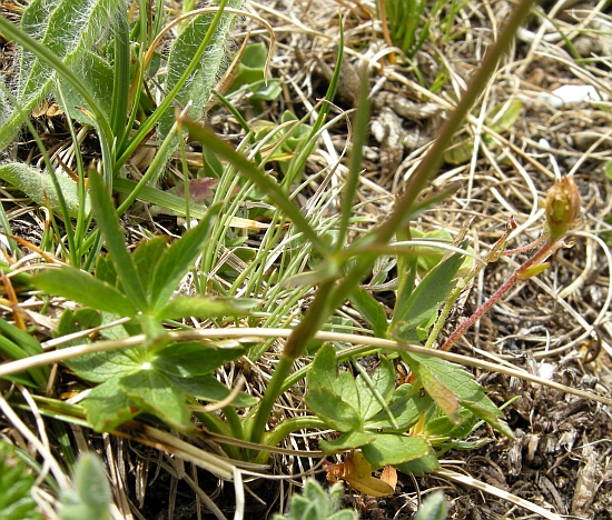 Astrantia pauciflora / Astranzia degli Appennini